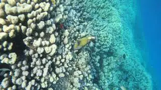 Marsa-Alam, Abu Dabbab, Hilton reef