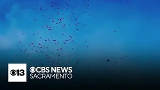 Hundreds of thousands of bats call the Yolo Causeway home this time of year
