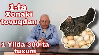 Xonaki tovuqdan 1 yilda 300-ta tuxum, tovuqlar haqida ma'lumot.