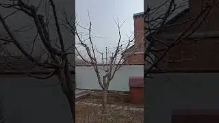 обрезка черешни