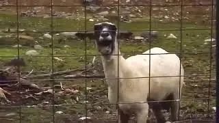 Коза орёт, кричит. Орущая овца