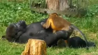 Unbelievable Love between Gorilla and Monkey! 🤣🤣
