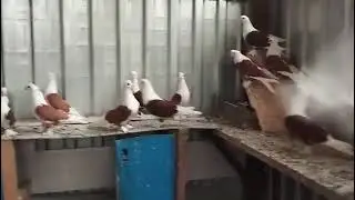23.08.2024г Краснодарские Бойные Бокатые 👍+79298223260 Константин