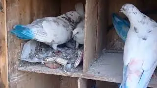 pigion loft pura dhekho
