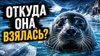 Where did the Baikal seal come from? A mystery science can't explain.