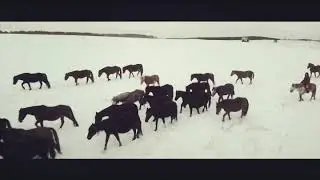 Лаклы тяж