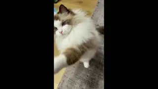 How cute are all these cats? cute cat. funny cat video. cat sounds. cat voice. cats. cat sleeping