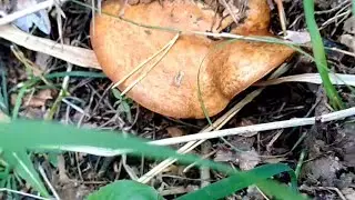 по старым грибным местам