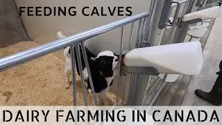 Feeding Calves in New Calf Barn