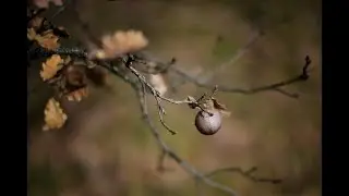 NIKON D4s-NIKON AF 58 f/1.4 G- IL BOSCO