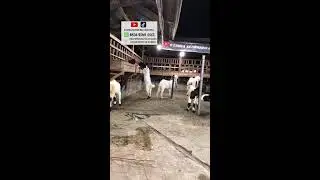 Etawa senduro channel sedang live sekarang!