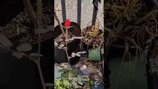 My messy overgrown balcony garden #cleanup #getitdone #messygarden