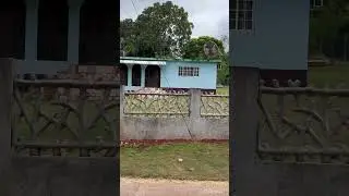 Mango Valley, St Mary, Jamaica
