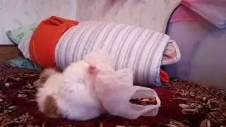 Реакция кота на пакет.