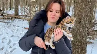Котёнок оцелот игрушка