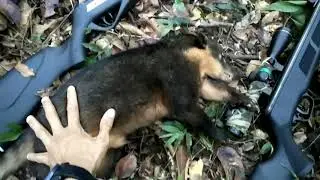 A espera deu bom e rendeu um quati
