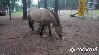 Отдых на озере Арей. Нежданный гость.