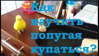 Как научить попугая купаться? Как искупать волнистого попугая? Приветы от попугая Чики ❤