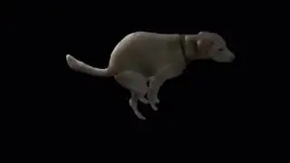 metal dog 1 hour
