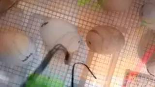 Duck egg hatch day part 2