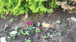 Frühlingsblumen Beet angelegt