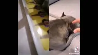 #shorts funny dog / dogs videos / funny dogs videos #dog #dogs