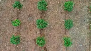 Drone View of Plantation in Thailand