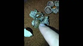 sss