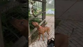 Котёнок чудом остался жив
