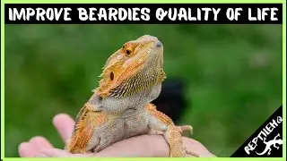 How To IMPROVE Your Bearded Dragon's Quality Of Life