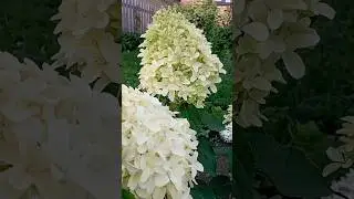 Цветение Скайфолл#гортензия#цветы#модныйсад