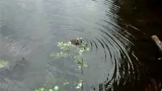Beaver taking a lunch break while building a dam