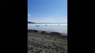 К Корсакову подошла селёдка, сахалинцы ловят её руками,сачками, лодками