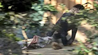 Kintaro, dragging a pretty blanket away (laughs) Date taken: Feb. 26, 2022