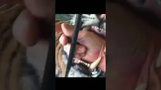 ShortsVids || PoV When your hand bite by tiger #shorts #animals #animals2021