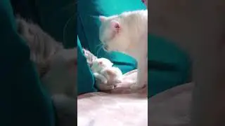 Котята спрятались в диване! Мама их найдёт?