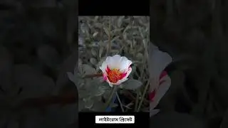LMC 8.4 Lightroom Preset XML || Wait For Result #gcam #lmc #shorts