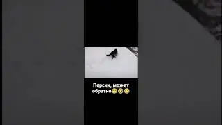 Персик, может обратно😂🤣😂 #shorts #shortsvideo #приколы #смех #смешно #прикол #приколызимой #персик