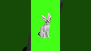 кот с ушками футаж
