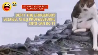 cats and kittens  || funny cats videos compilation (13)