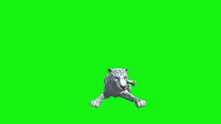 tiger green screen video footage rest up b