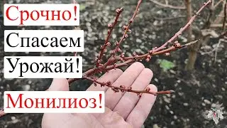 Срочно! СПАСАЕМ УРОЖАЙ! Монилиоз!
