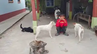 Dogs in Nature Exploring Remote Landscapes