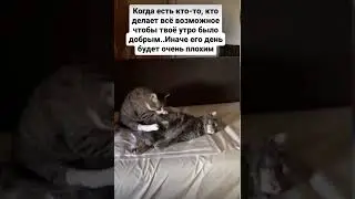 Котики 🐈 Какая она настоящая любовь? #cat #кот #catvideos #мем #юмор #funny #funnyanimals #юмор