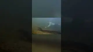 अमेजन के रेनफॉरेस्ट में मिला दुनिया का सबसे बड़ा सांप