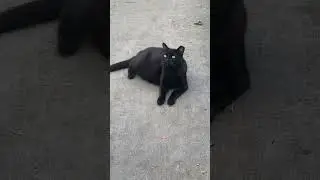 This 🐈‍⬛ is the MAN 