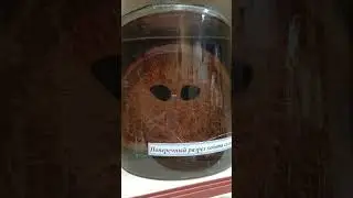 Разрез хобота слона  