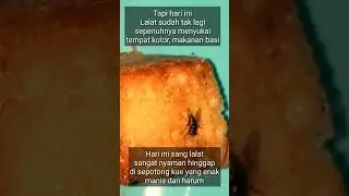 Lalat dan Sepotong Kue