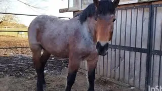 ЛОШАДИ🐎 ЖЕРЕБЕЦ АМУР ОТ БАСТИОНА💪СУПЕР ЖЕРЕБЕЦ🐎💥👍