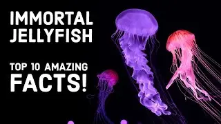 Immortal Jellyfish: 10 Amazing Facts about the Immortal Jellyfish Turritopsis dohrnii